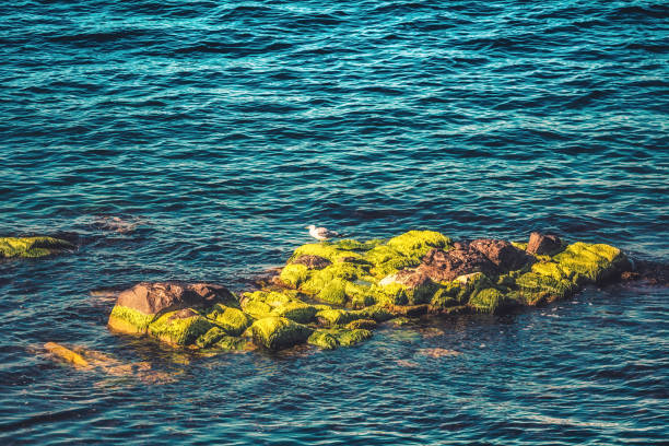 Sea and the Rocks, Sozopol - Bulgaria