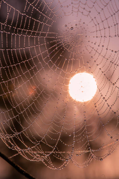 istock Dew drops on spider web in foggy field in morning. Spider web dew macro view. Spider web dew drops in morning field background 1173151174