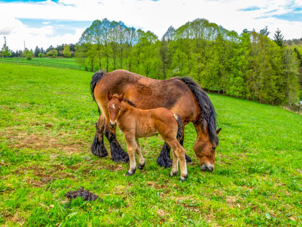 Ardennes foal standing next to its grazing mother