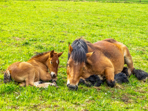istock Ardennes foal and a mare 1173151347