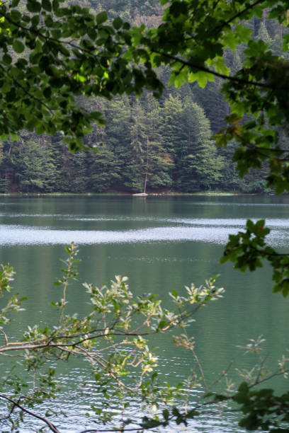 Feldsee Lake in the Black Forest