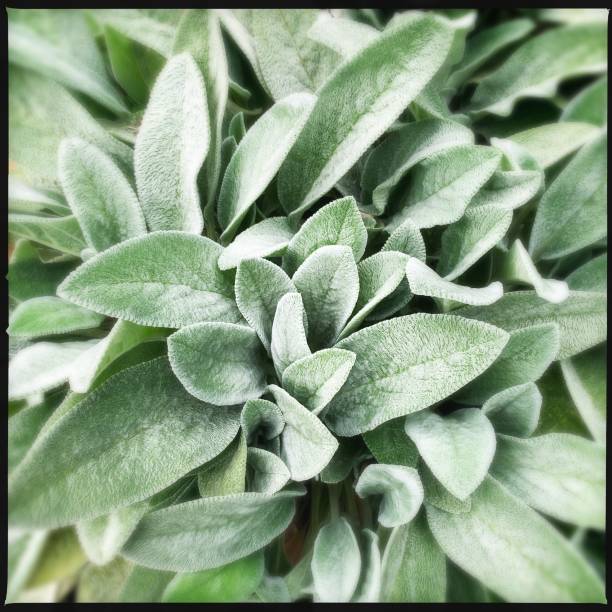 Lamb’s Ear Perennial In Plant Green plant in garden.  iPhone big ears stock pictures, royalty-free photos & images