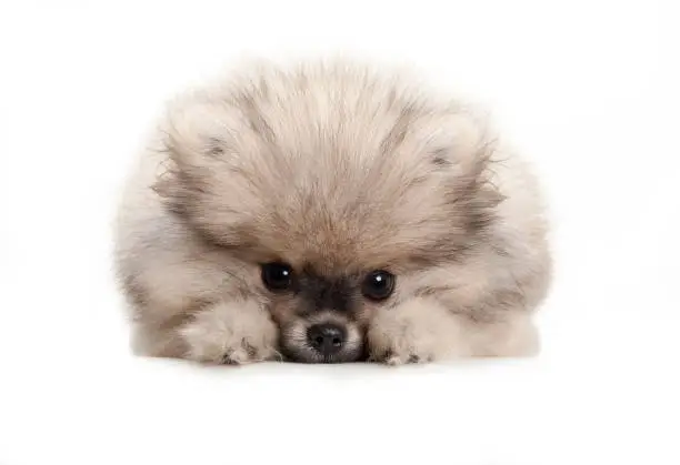 cute pomeranian spitz puppy dog, lying down on white floor, looking shy