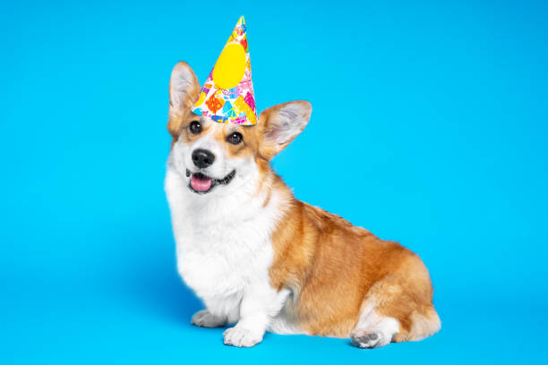 istock Cute white and brown colored Welsh Corgi sits on a blue background posing in a Christmas yellow cap 1173153057