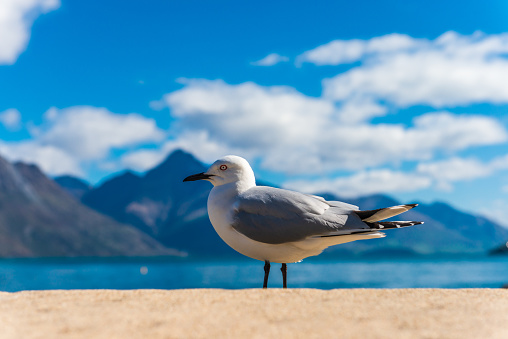 The Seagull with Beautiful view in Queenstown, New Zealand