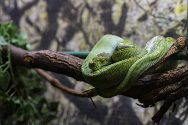 istock Green snake hanging on branch, ready to attack with fatal venom 1173153359