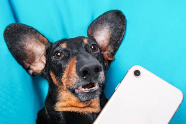 istock A black dog with big ears is photographed lying using a digital phone 1173153368