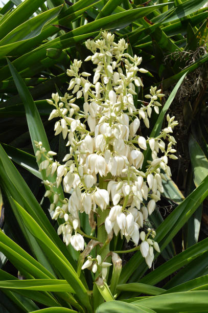 istock White Yucca Gloriosa Flowers 1173154378