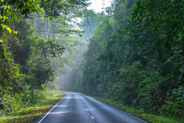 istock curve road in wild forest 1173154518