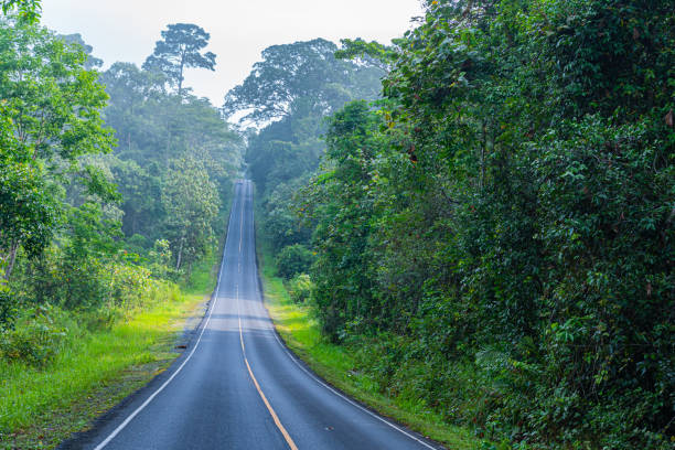 istock curve road in wild forest 1173154599