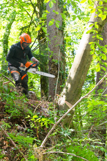 istock Lumberjack felling old trees in a forest 1173154669