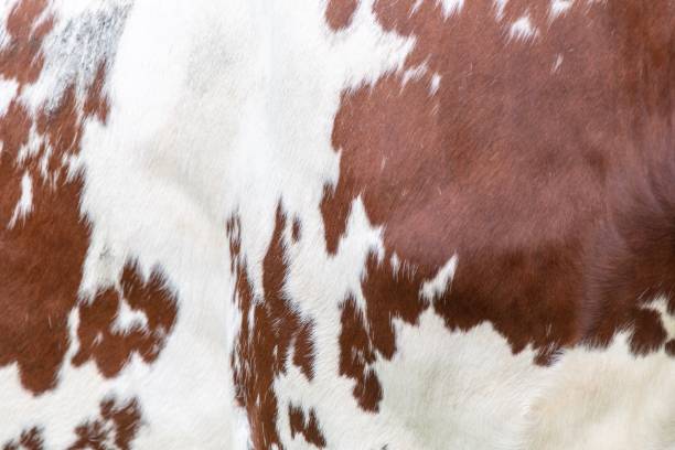 istock A close up photo of a Cows Hide 1173154672