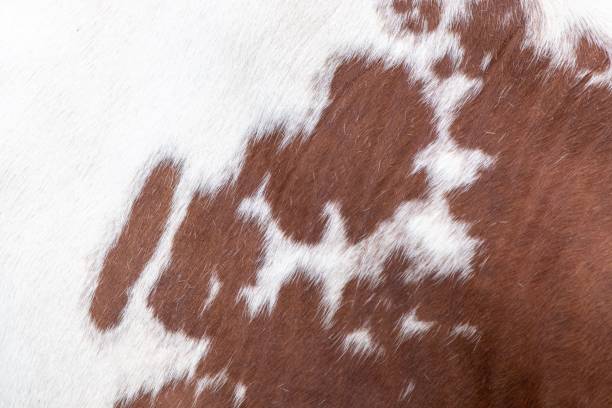 istock A close up photo of a Cows Hide 1173154698