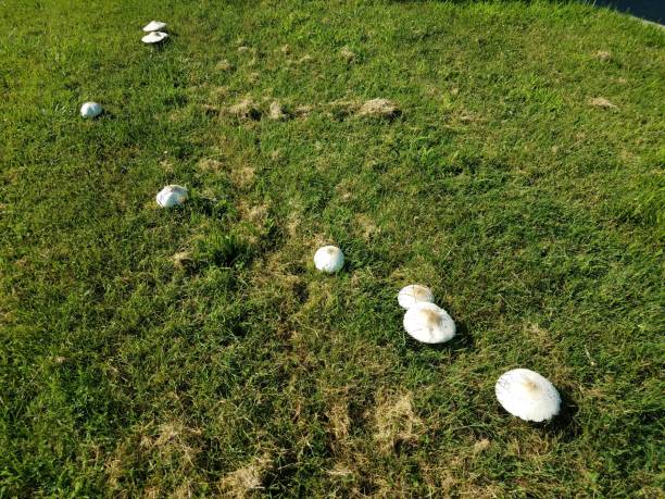 istock a cluster of white mushrooms in green grass 1173154764