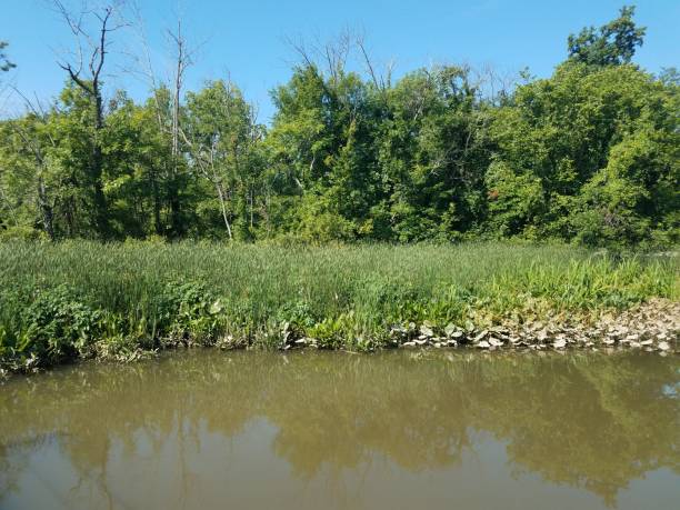 istock many green cattail typha plants in the water 1173154806