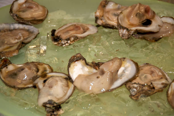 istock close up of oysters on plate 1173155403