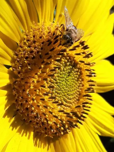 Close up of a sun flower in bright morninglight and feeding insect