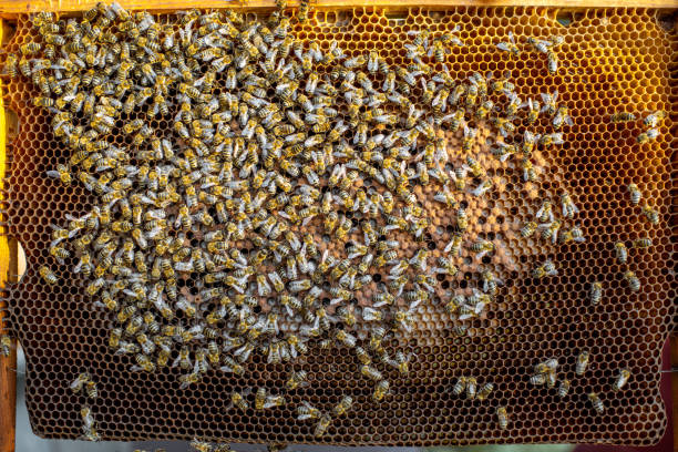 istock Honeycomb frame with lots of bees 1173155521