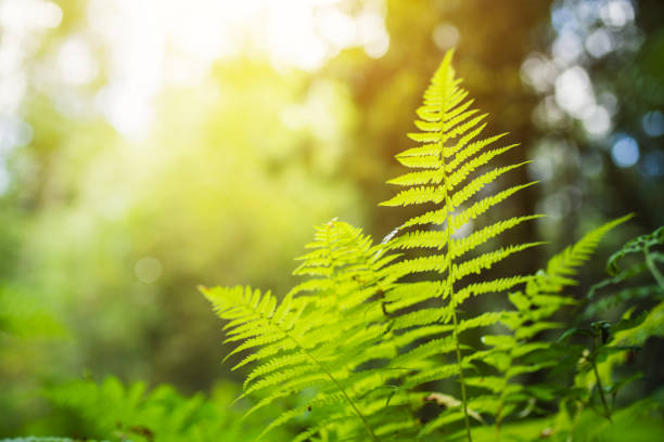 Fern in the woods
