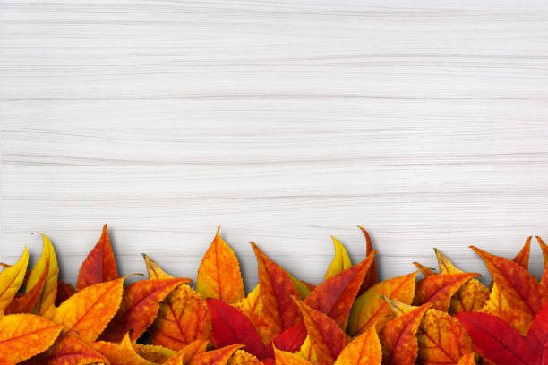 白い木製の背景にカラフルなオーティムの葉 - leaf autumn falling thanksgiving ストックフォトと画像