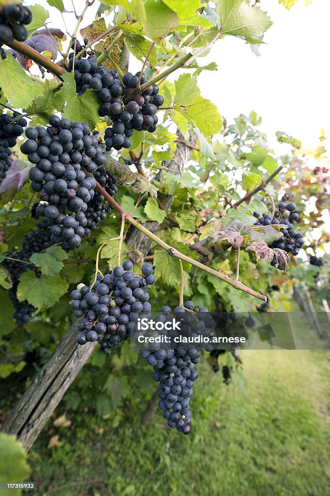 Uva nera. Immagine a colori - Foto stock royalty-free di Agricoltura