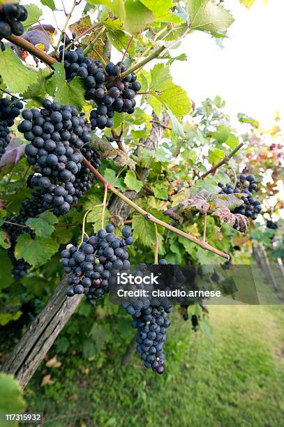 Uva Nera Immagine A Colori - Fotografie stock e altre immagini di Agricoltura - Agricoltura, Alimentazione sana, Ambientazione esterna