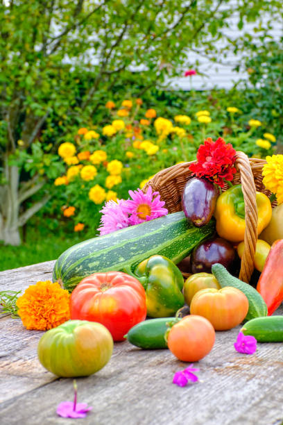 Still life of fruits and vegetables. Composition of squash, eggplant, tomato, cucumber, pepper carrots and potatoes lying in a basket on a wooden table.