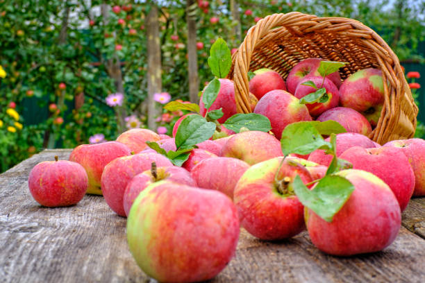 istock Apples in a basket on a wooden table 1173159659