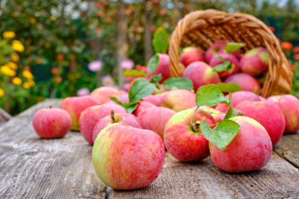 istock Apples in a basket on a wooden table 1173159664