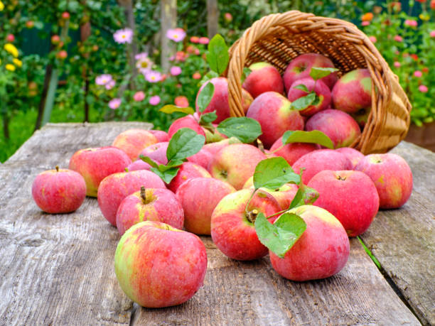 istock Apples in a basket on a wooden table 1173159671