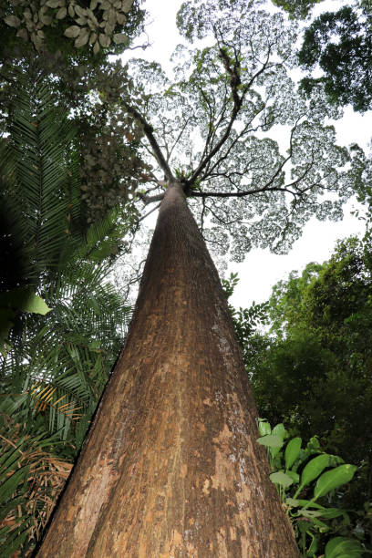 istock a big and tall tree - Borneo Malaysia Asia 1173161500