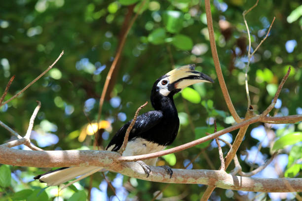 istock great hornbill (Buceros bicornis) - Borneo Sabah Malaysia Asia 1173162277