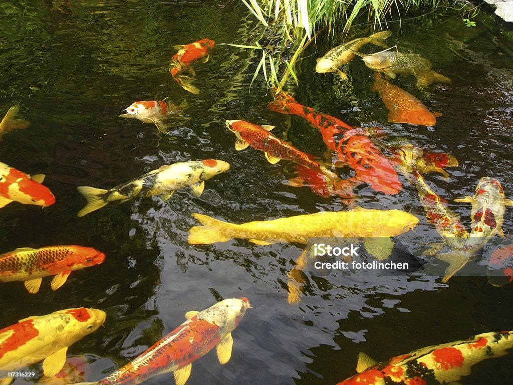 Großen kois - Lizenzfrei Entspannung Stock-Foto