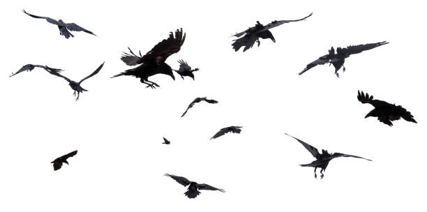 Crows and Ravens Collage of in flight ravens isolated on white background. crow bird photos stock pictures, royalty-free photos & images
