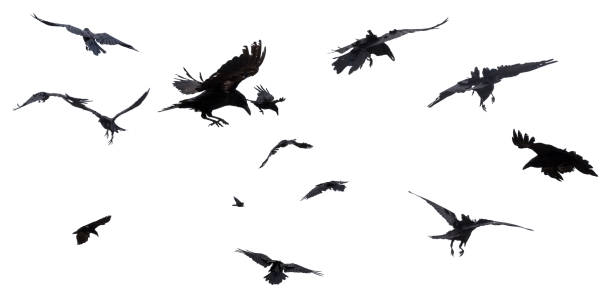 Crows and Ravens Collage of in flight ravens isolated on white background. Raven stock pictures, royalty-free photos & images