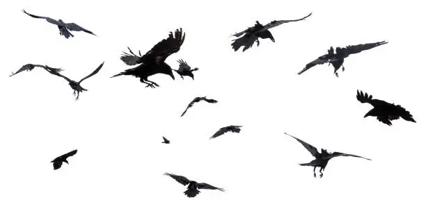 Photo of Crows and Ravens