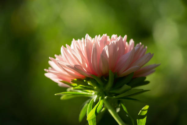 istock pink aster flower on green background 1173164651