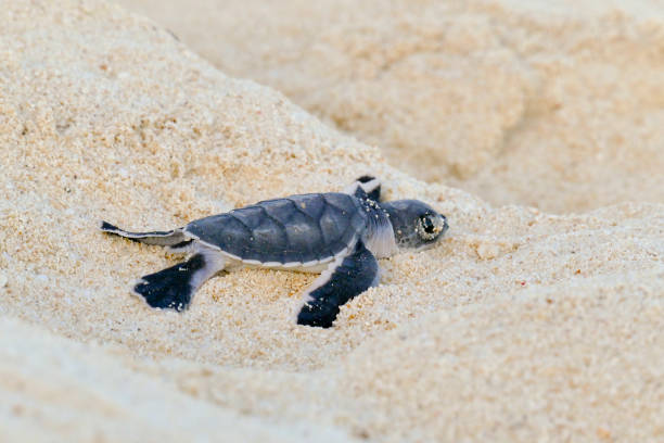 istock Baby Turtles hatching at Nosy Iranja, Madagascar 1173164797