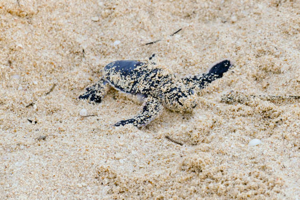 istock Baby Turtles hatching at Nosy Iranja, Madagascar 1173164824
