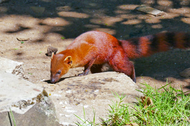 istock Ring-tailed Mongoose (Ring-tailed mongoose) in Ankarana NP, Madagascar 1173164969