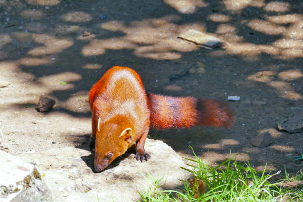 istock Ring-tailed Mongoose (Ring-tailed mongoose) in Ankarana NP, Madagascar 1173164977