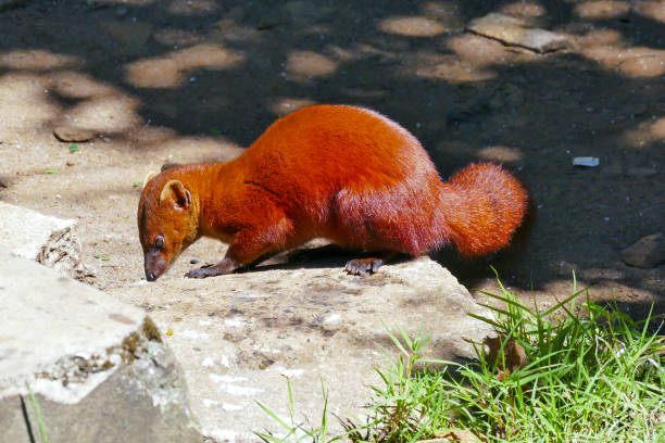 istock Ring-tailed Mongoose (Ring-tailed mongoose) in Ankarana NP, Madagascar 1173164983