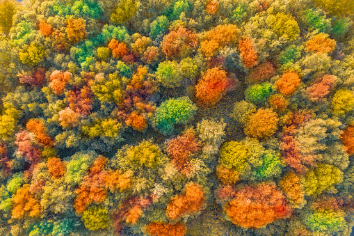 Autumn bright multi-colored trees, green, orange and reddish tint. Autumn in forest, aerial top view look down.
