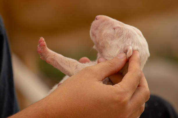 istock Sweet Miniature Bullterrier Puppies explore their world 1173166244