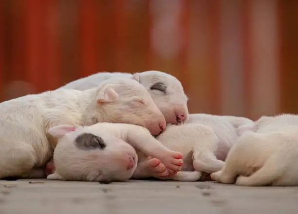 Cute Miniature Bull Terrier puppies explore their world