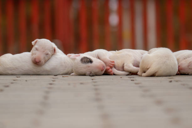 istock Sweet Miniature Bullterrier Puppies explore their world 1173166328