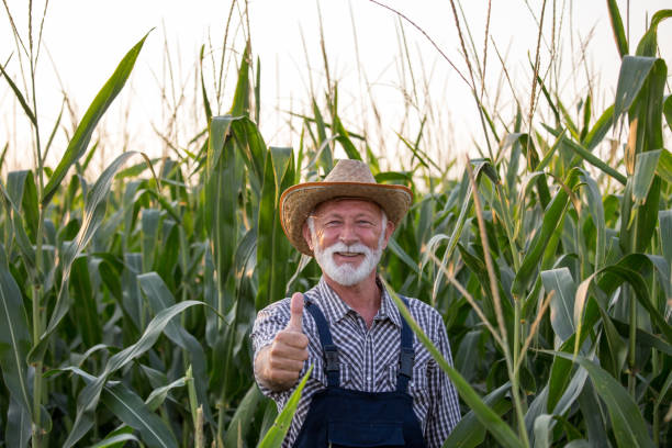 Farmer showing thumb up in corn field