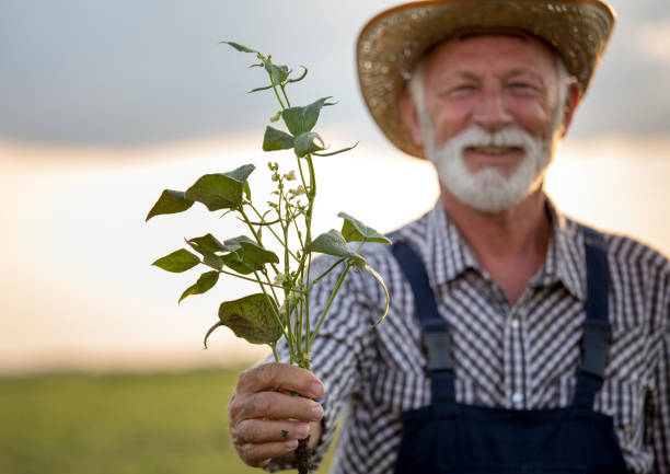 fazendeiro que prende a planta de feijão verde - bush bean - fotografias e filmes do acervo