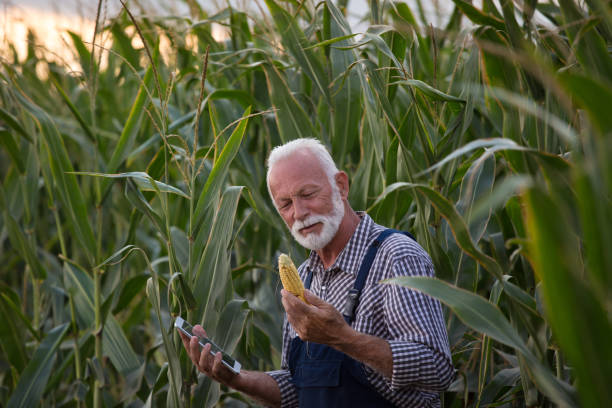 istock Farmer with tablet in corn field in summer 1173166796