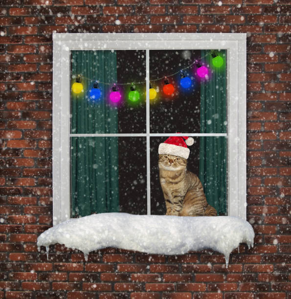 istock Cat in hat looks through the window 1173167860